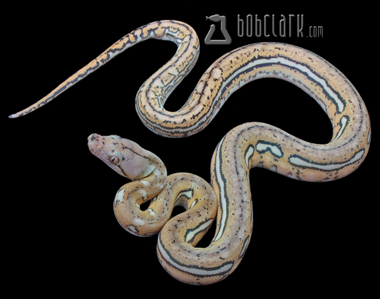 Aztec fire tiger poss het mocha