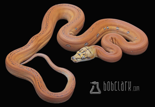 Aztec golden child mochino, male