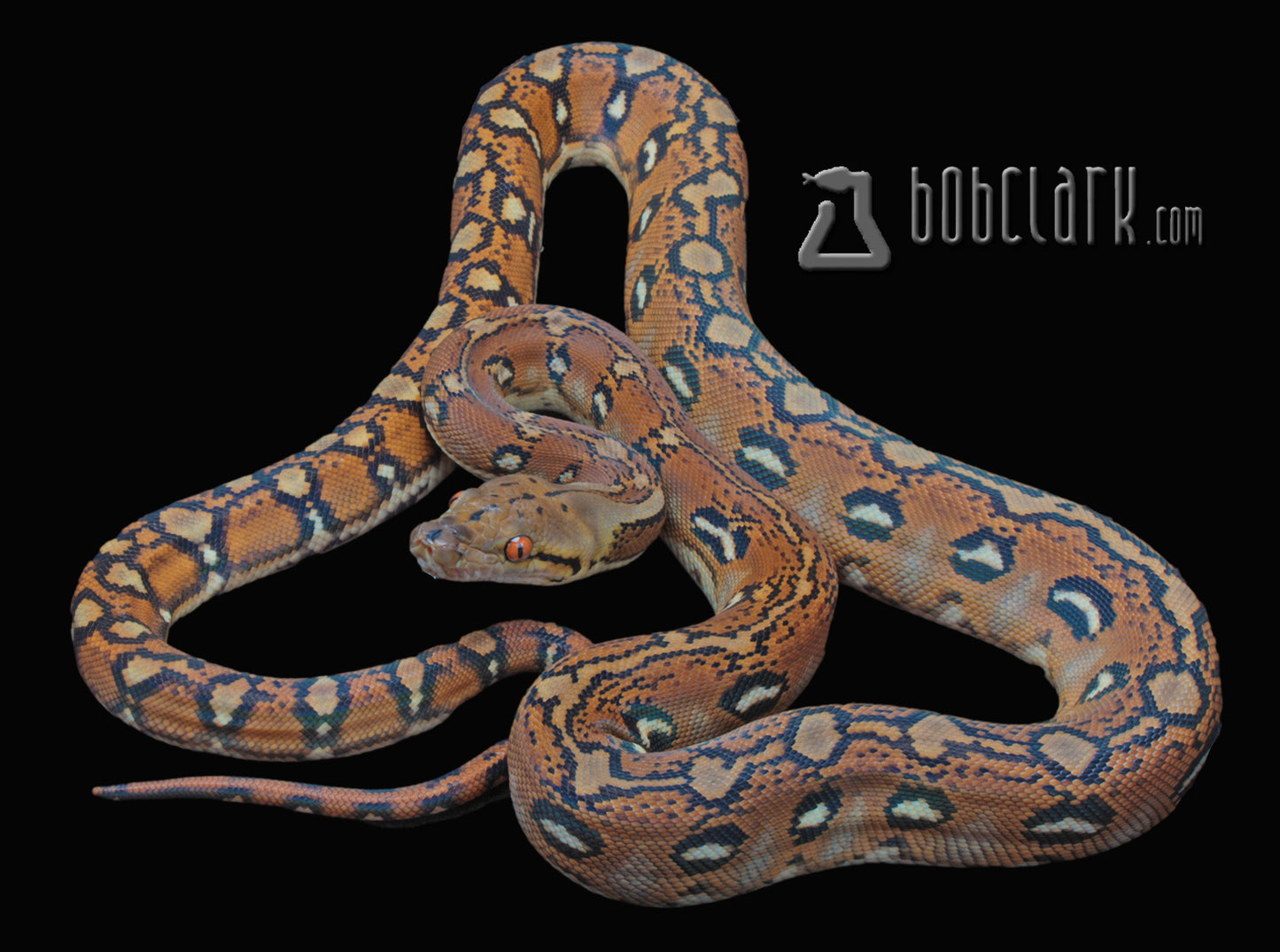 Aztec het purple albino female