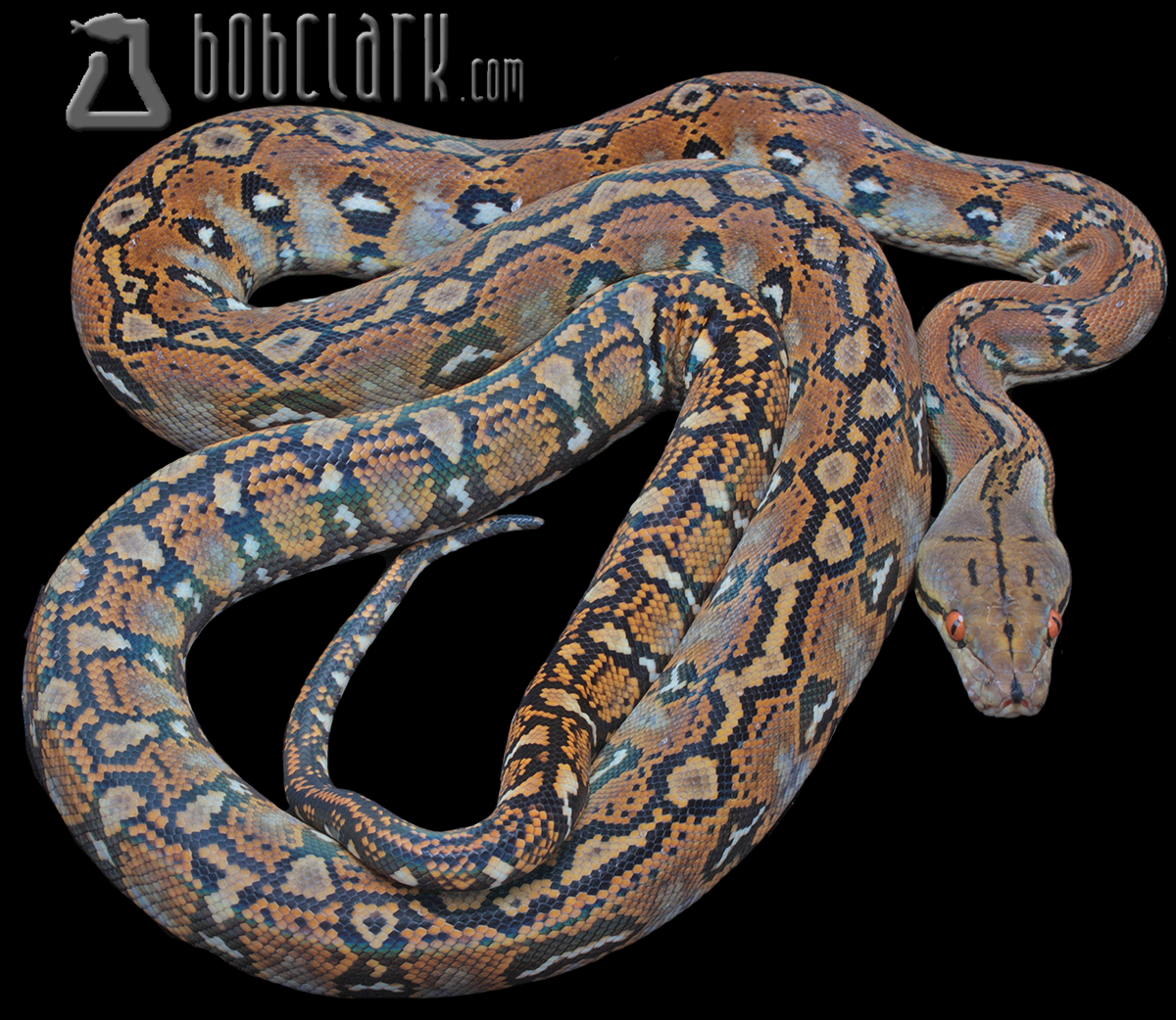 Aztec 100% het albino/mocha