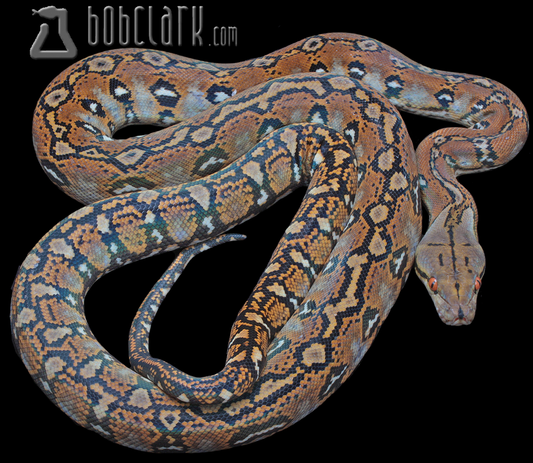 Aztec 100% het albino/mocha