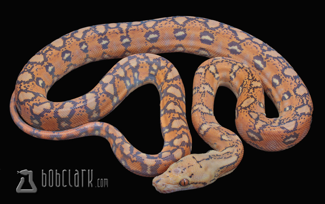 Reticulated Pythons