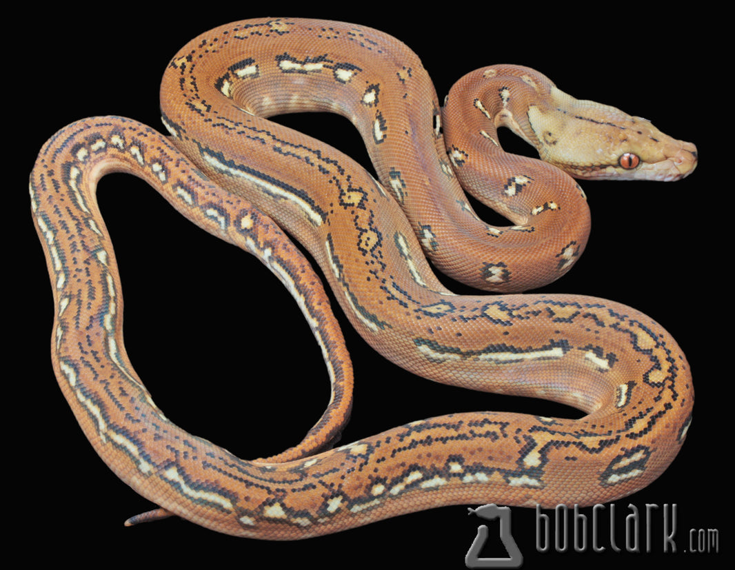 Pythons Available | Bob Clark