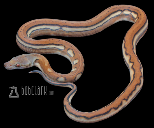 Aztec sunfire genetic stripe pos het purple