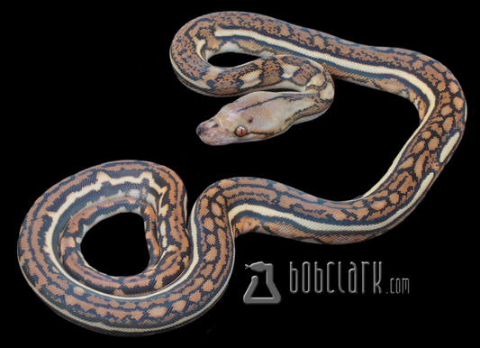 Aztec tiger 66% het albino/mocha