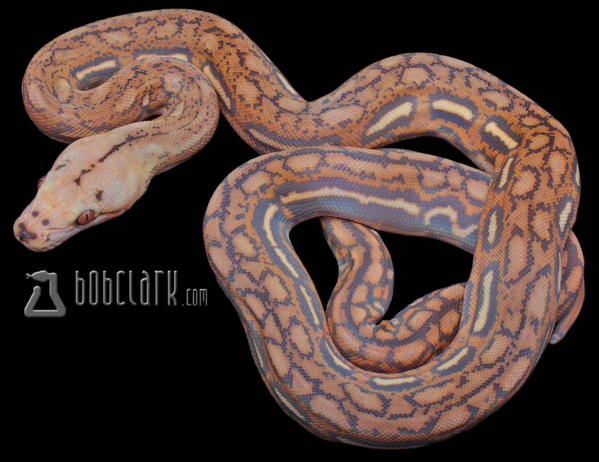 Reticulated Pythons