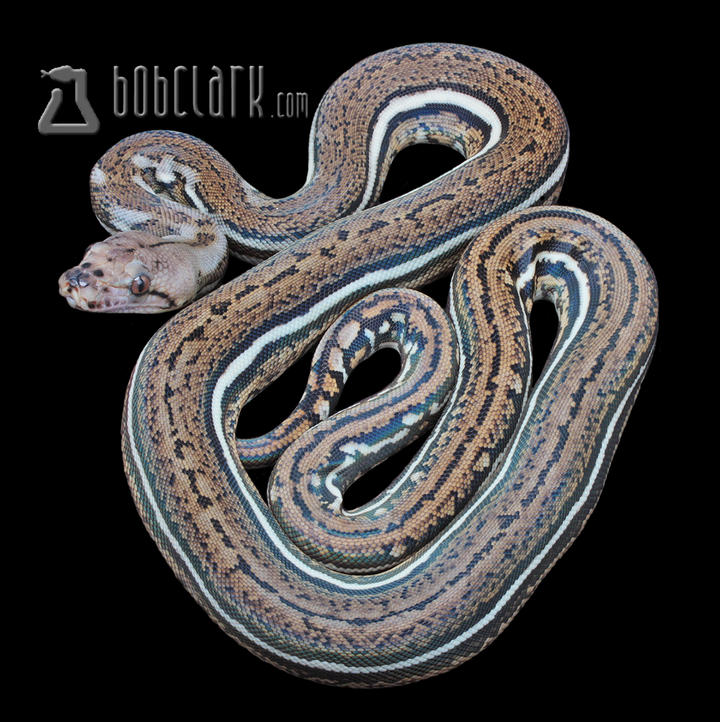 Retic Python Png Reticulated Pythons