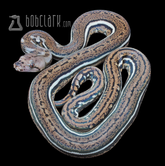 Pythons and Reptiles for Sale | Bob Clark