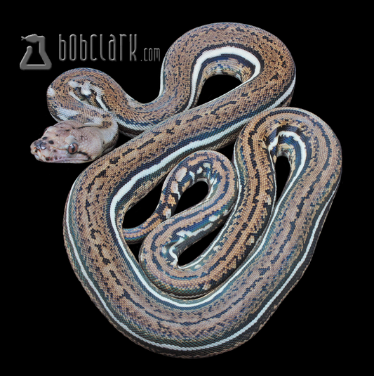 Aztec tiger pos het pied