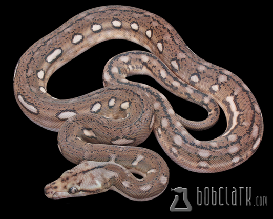 Motley aztec tiger 66% het albino/mocha