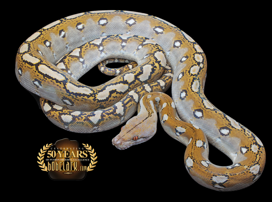 Reticulated Pythons