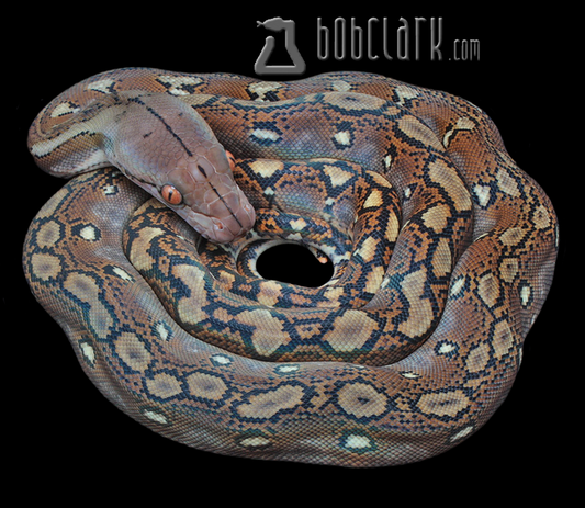 Bacan