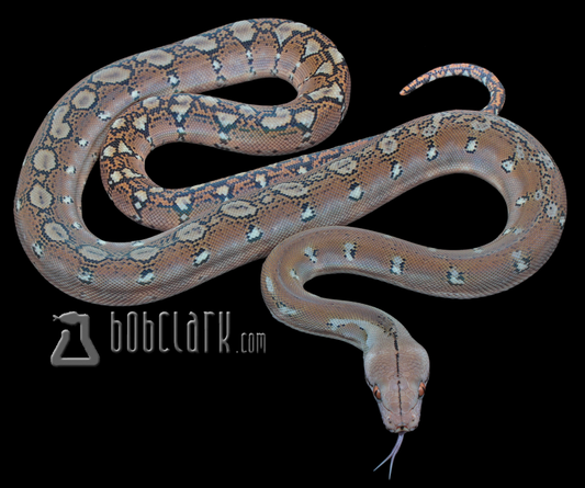 Bacan poss het albino