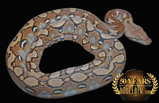 Citron, beautiful silver eyes!