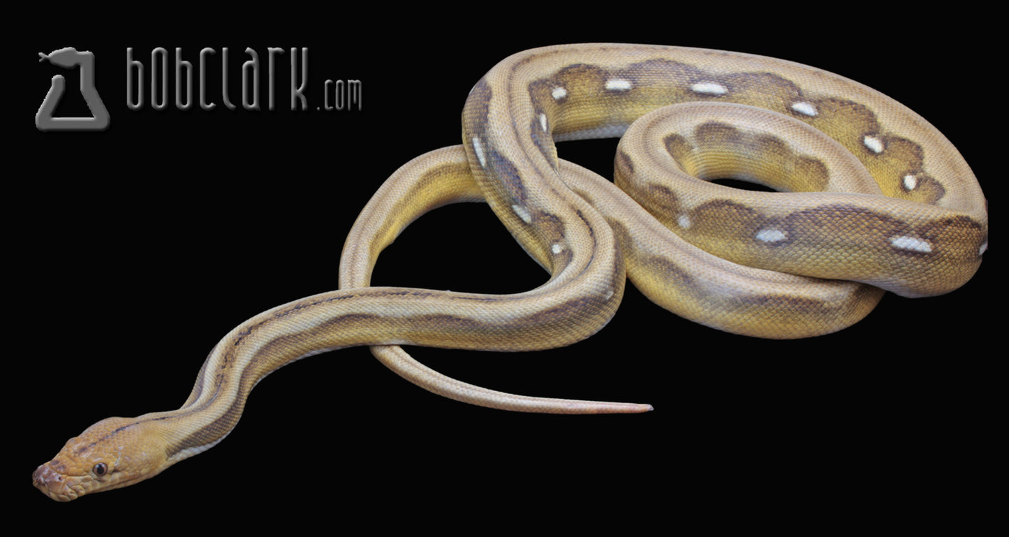 Sunfire tiger citron 72" female