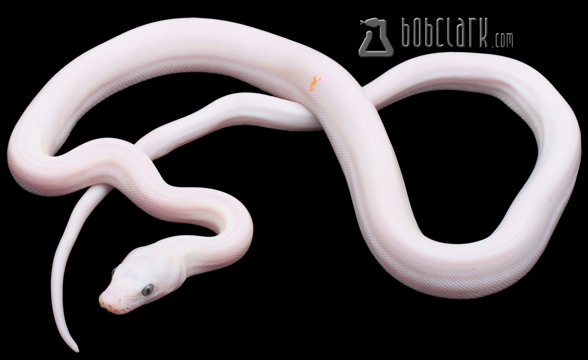 Reticulated Pythons