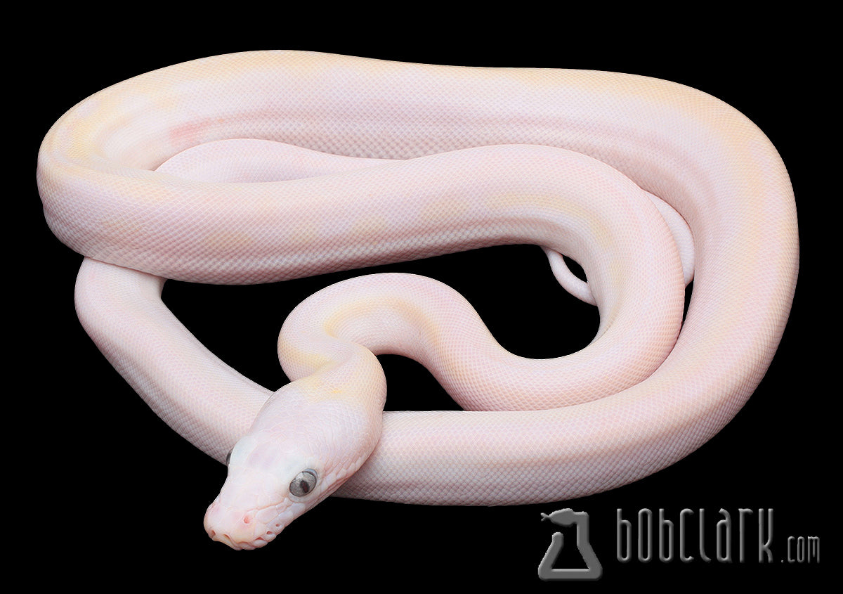 Reticulated Pythons