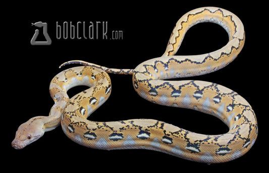 Reticulated Pythons : Fire