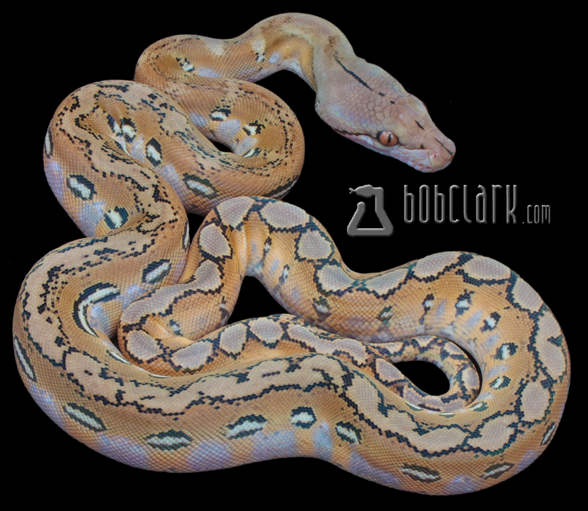 Fire poss het mocha