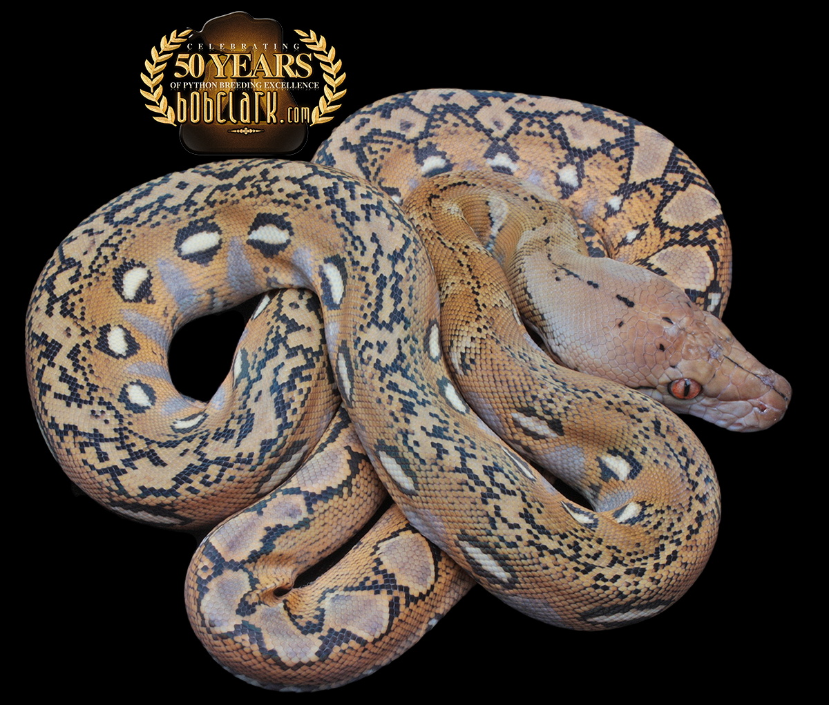 Fire pos het ogs and mocha