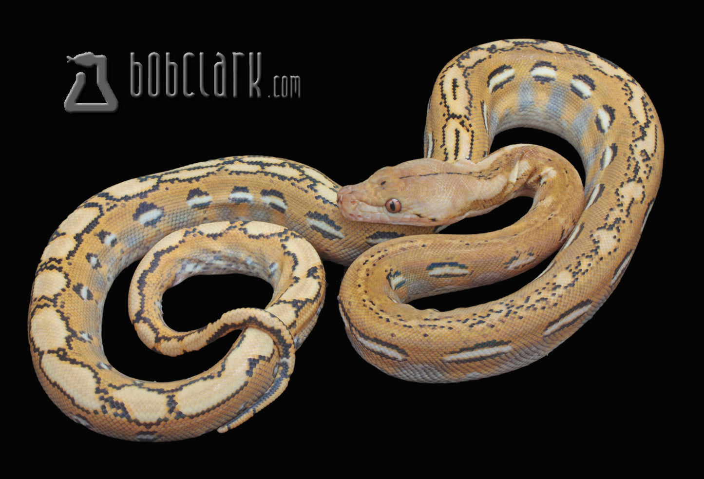 Fire het OGS 66% poss het hypo female