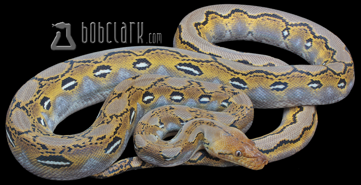Fire het genetic stripe 60"