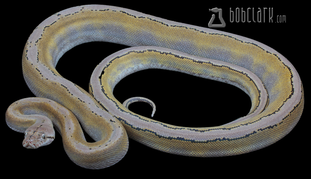 Fire motley citron 60"