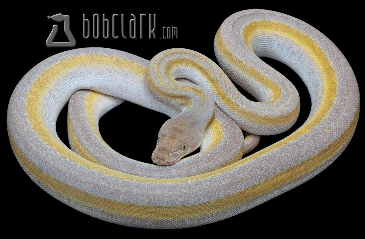 Fire motley titanium