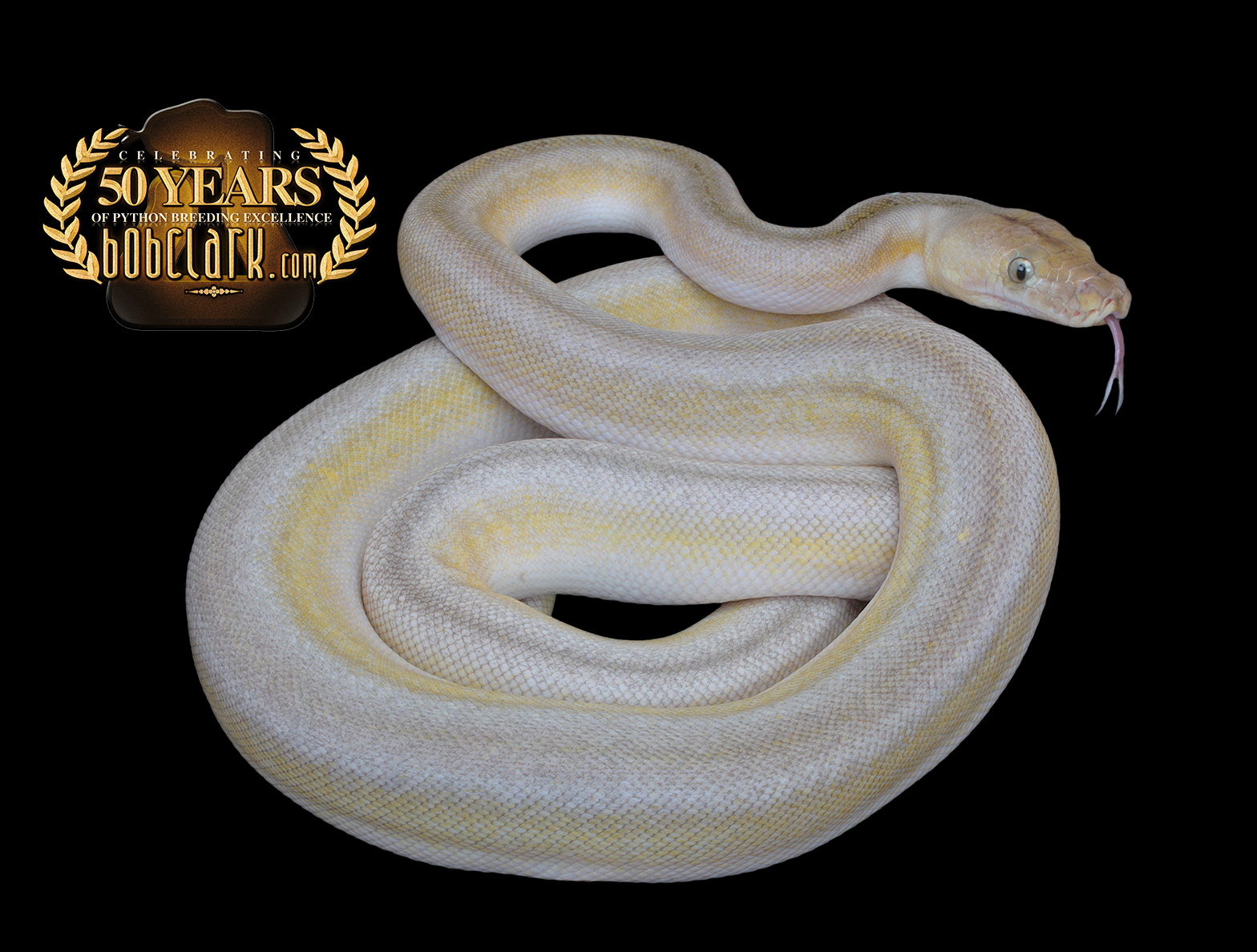 Motley Ball Python Fire motley tiger titanium