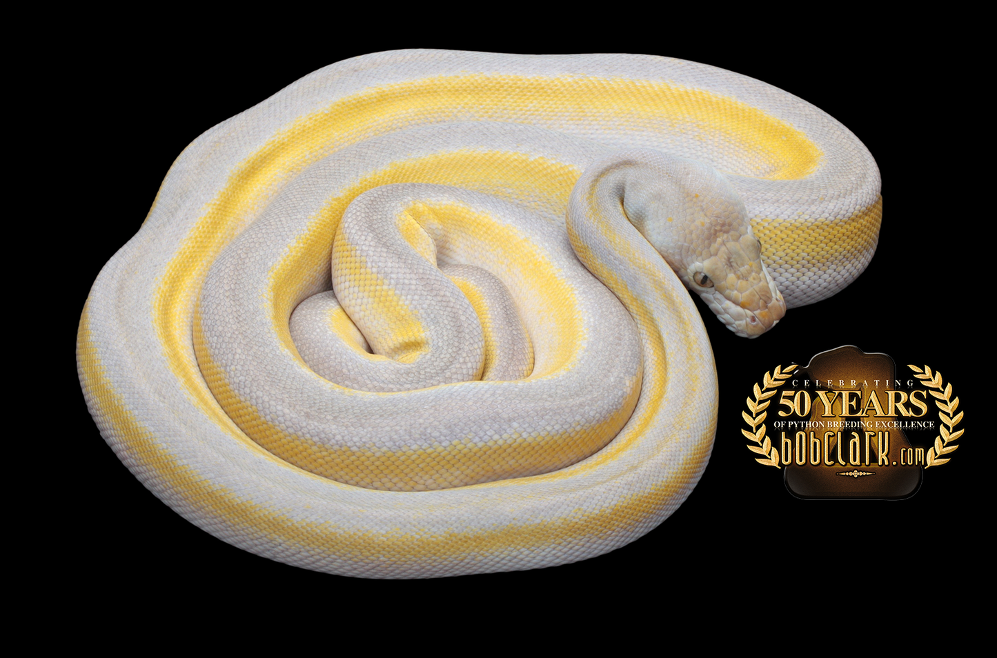 Fire motley titanium