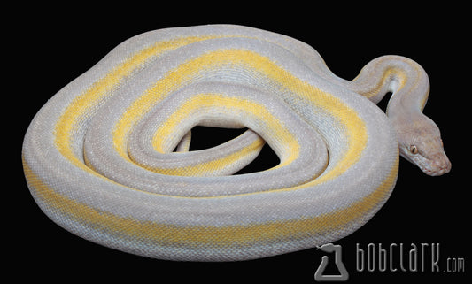 Fire motley titanium, 65" female
