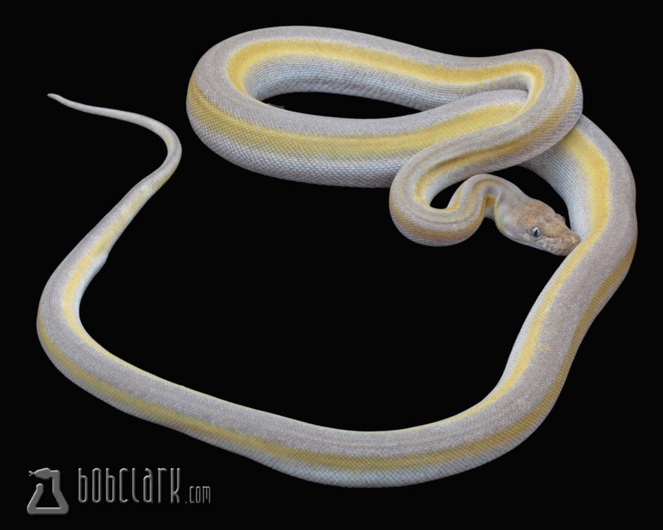 Reticulated Pythons