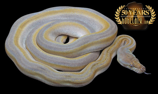 Fire motley titanium 60" female