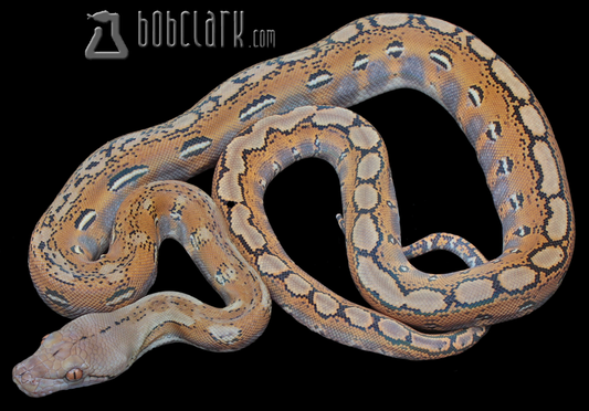 Fire poss het Hypo and OGS