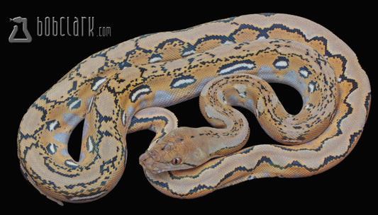 Fire poss het mocha