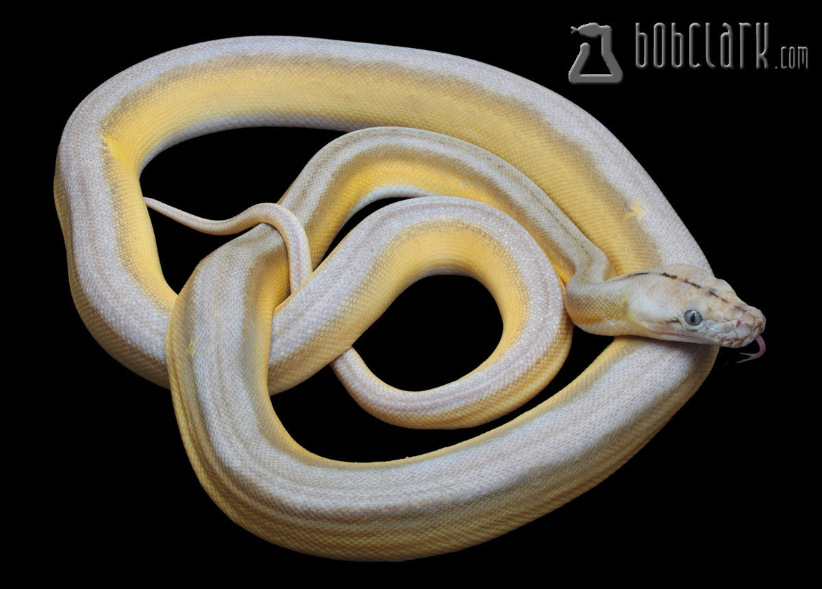Reticulated Pythons : Fire sunfire motley tiger citron
