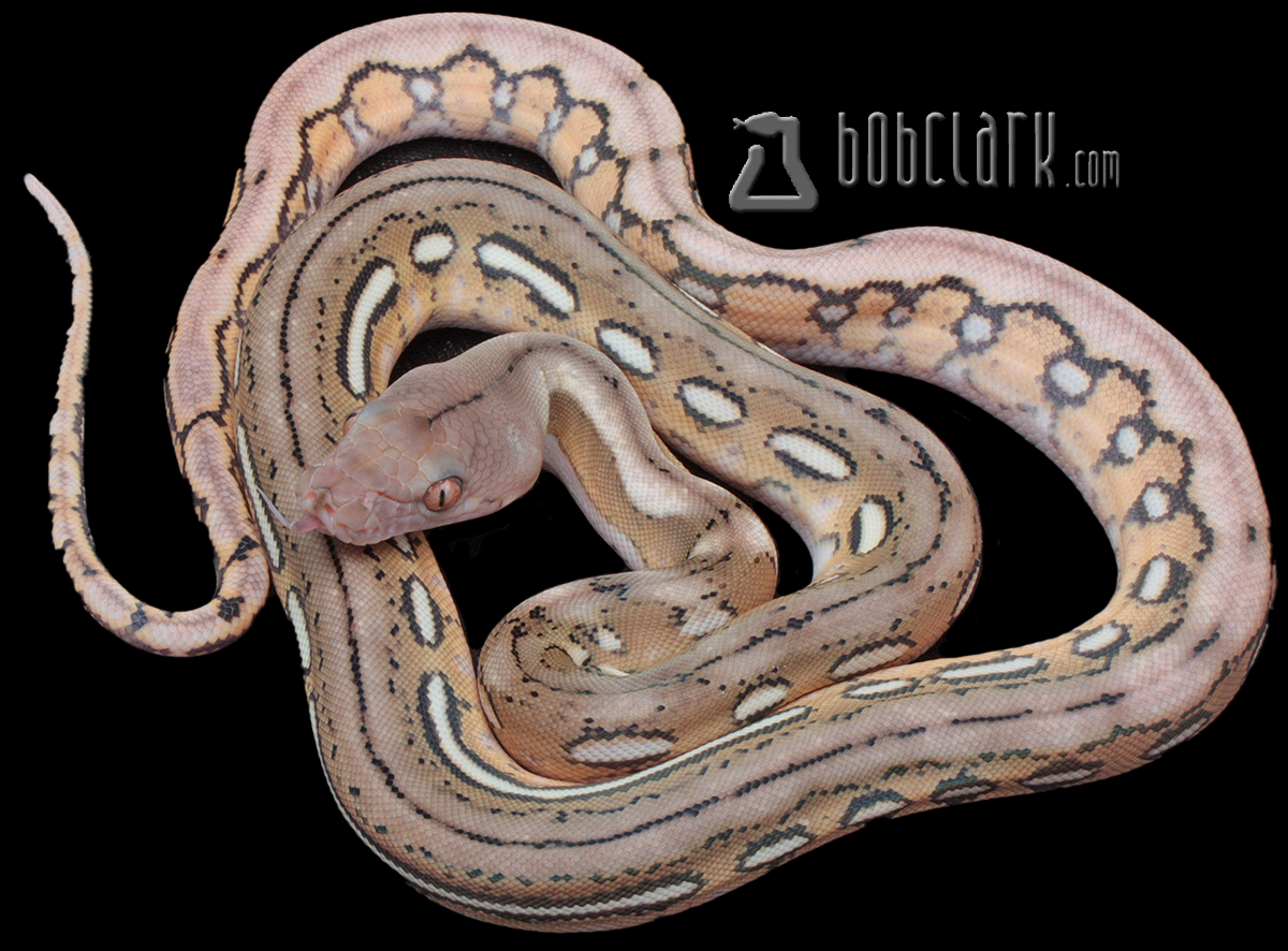 Fire tiger poss het Mocha