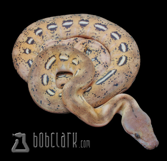 Reticulated Pythons : Fire tiger het anthrax