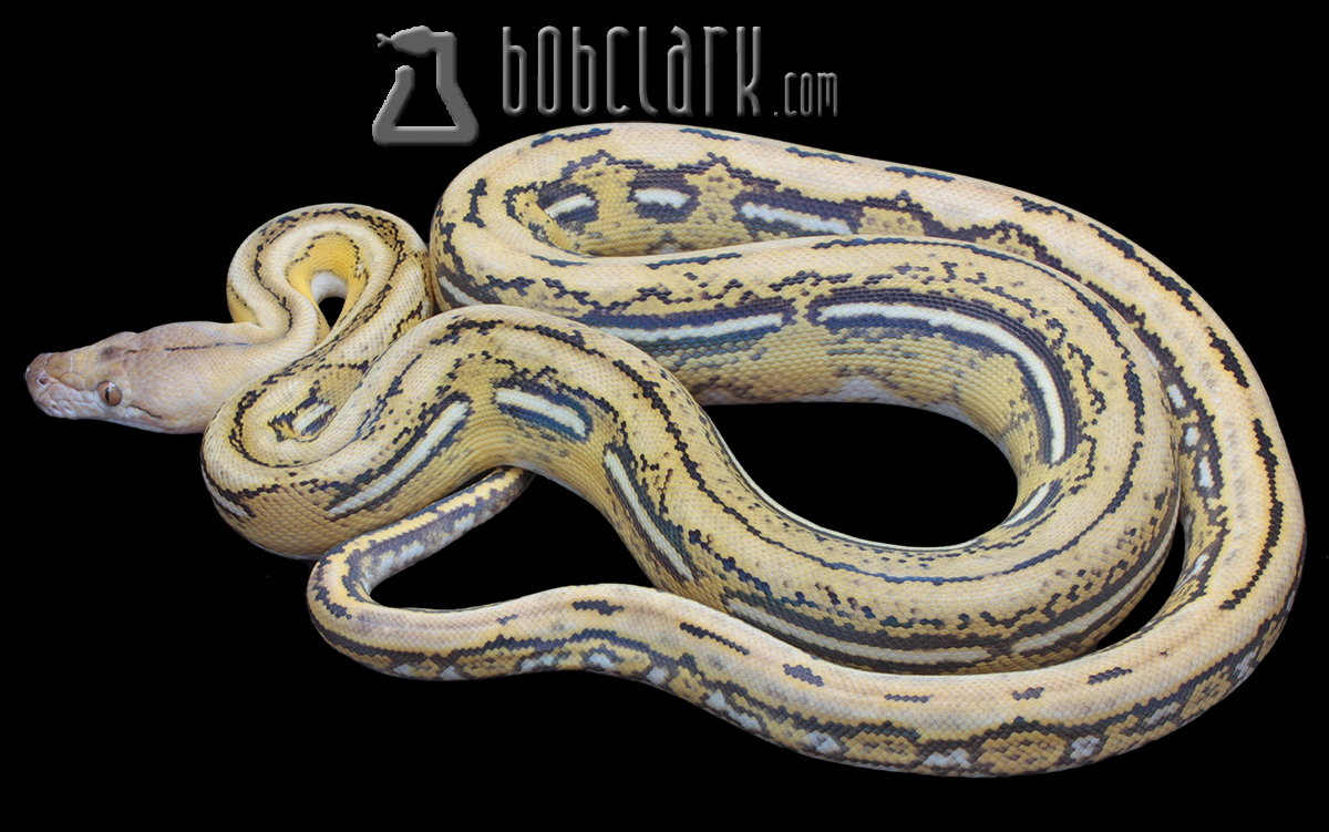 Fire tiger 100% het hypo