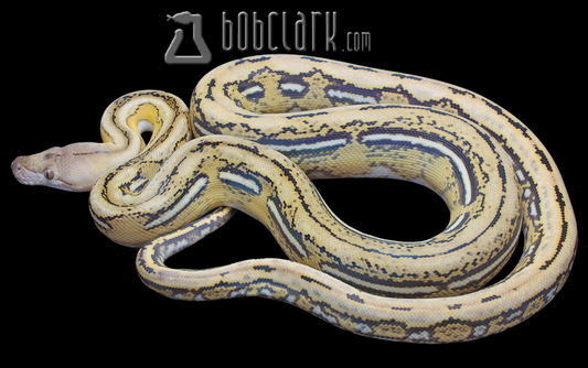 Fire tiger 100% het hypo