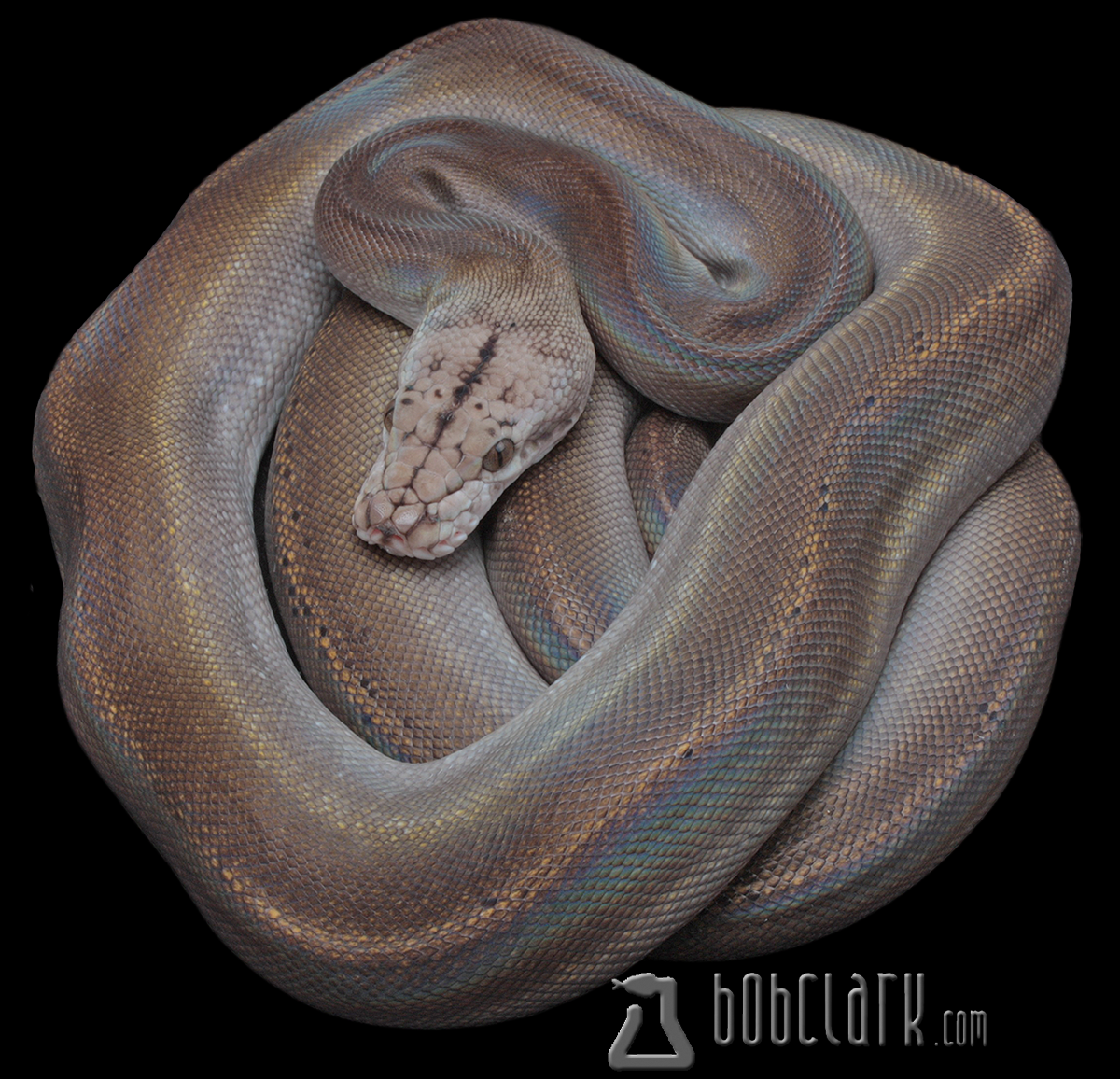 Golden child fire poss het ogs 72"