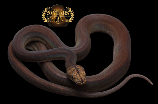 Golden Child het OGS