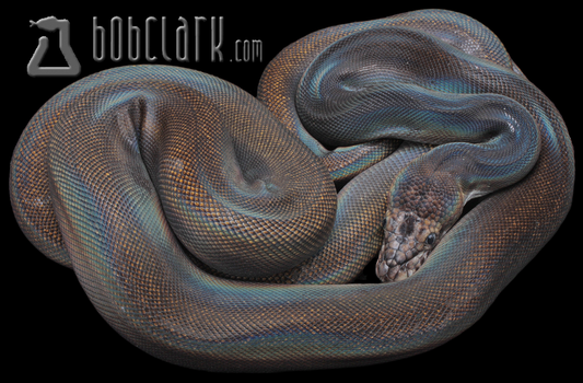 Golden child poss het albino and ogs 60"