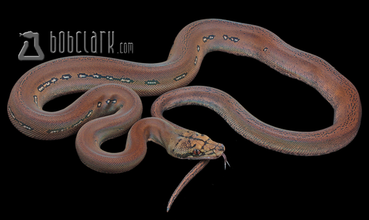 Golden child aztec het anthrax