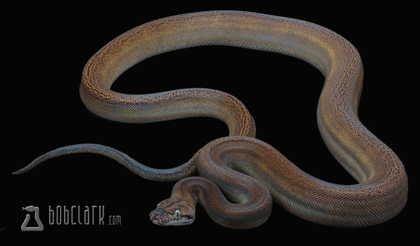 Golden child citron 70" female