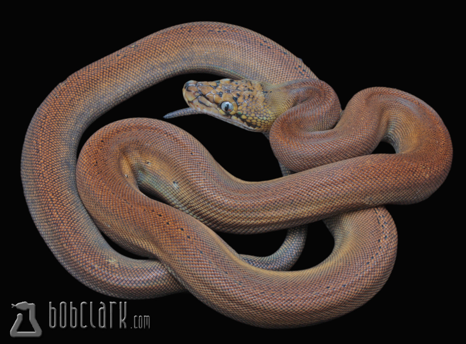 Fire golden child, female
