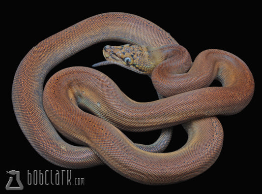 Fire golden child, female