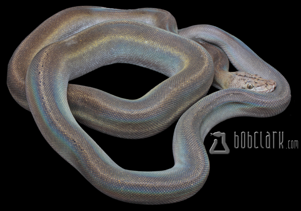 Golden child fire 72"