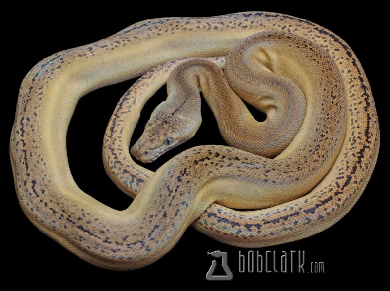 Reticulated Pythons : Golden child fire tiger