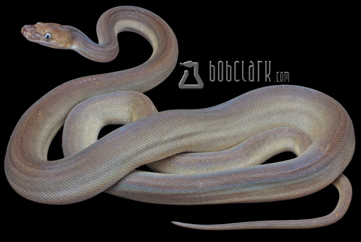 Golden child fire titanium